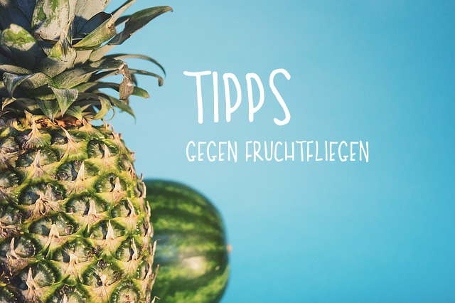 Tipps gegen Fruchtfliegen | Magazin Freshbox